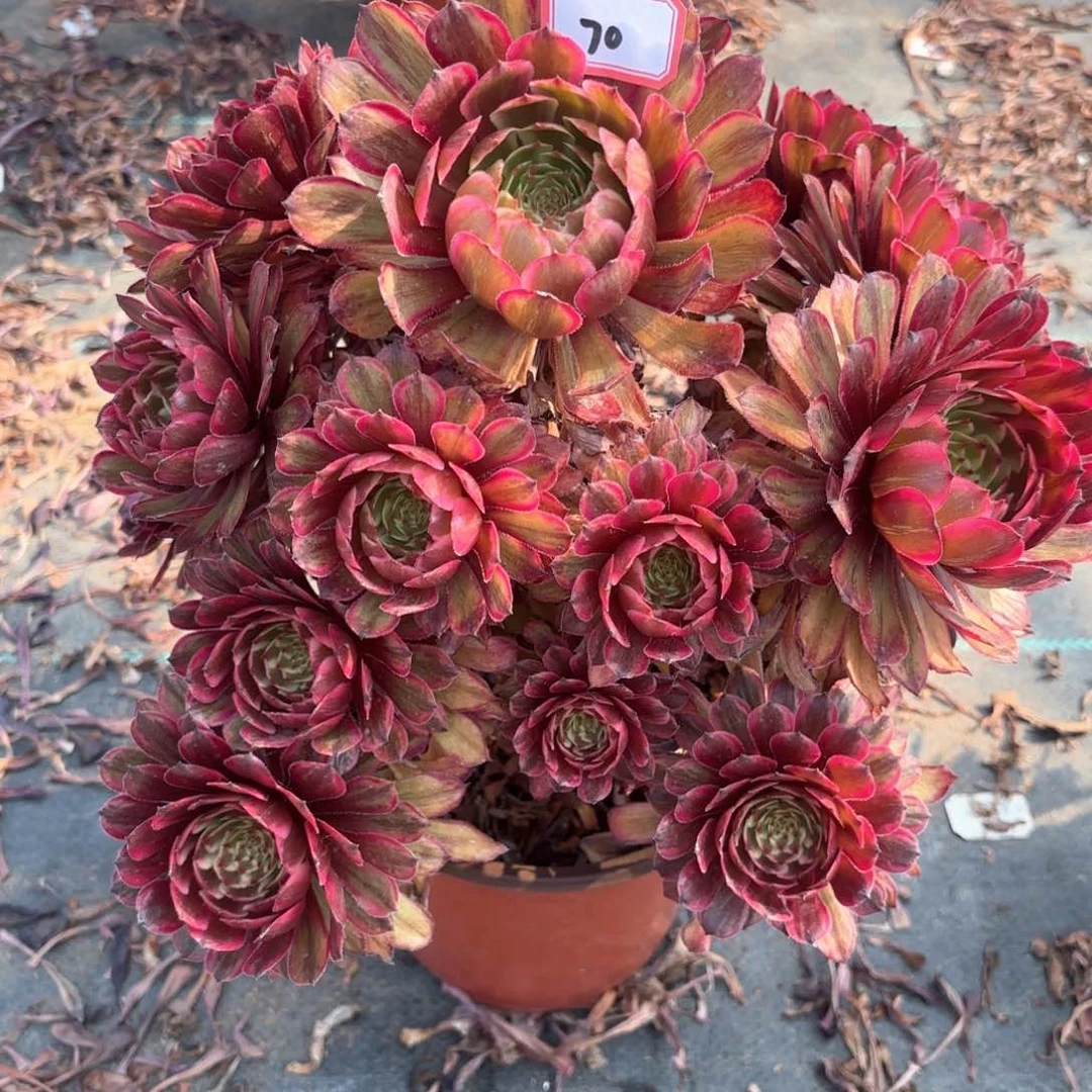 无花朵70紫牡丹多肉植物