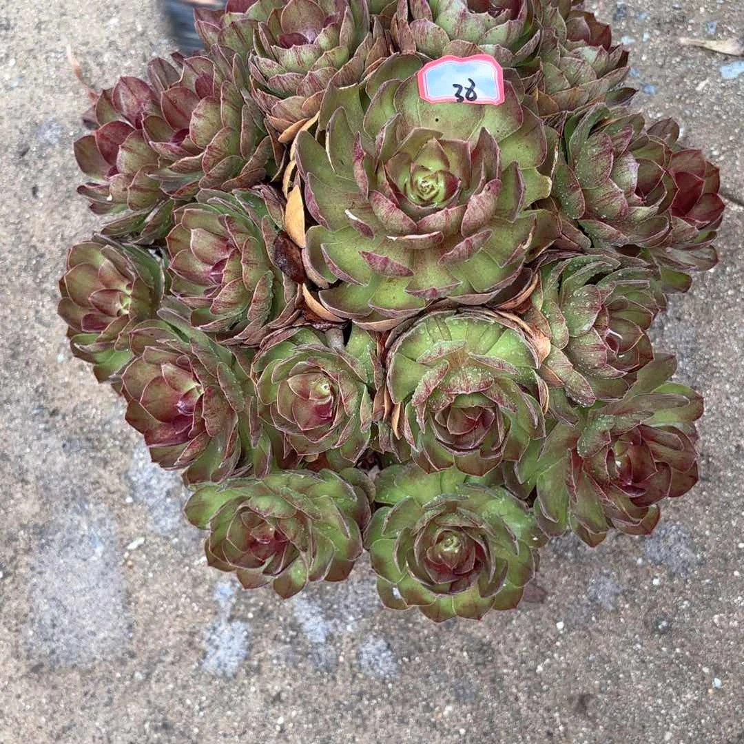 无花朵38黑膜多肉植物