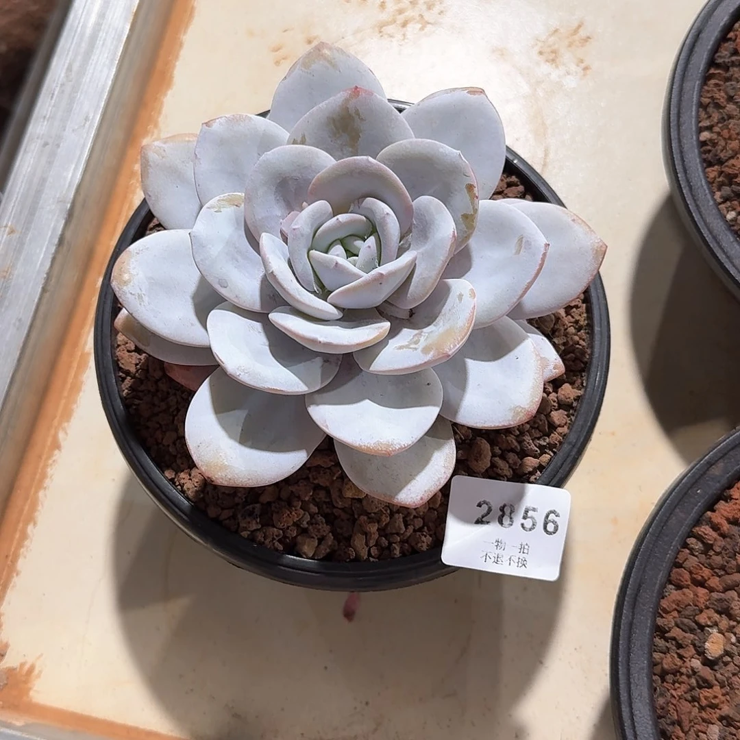 吴2856号雪莲多肉