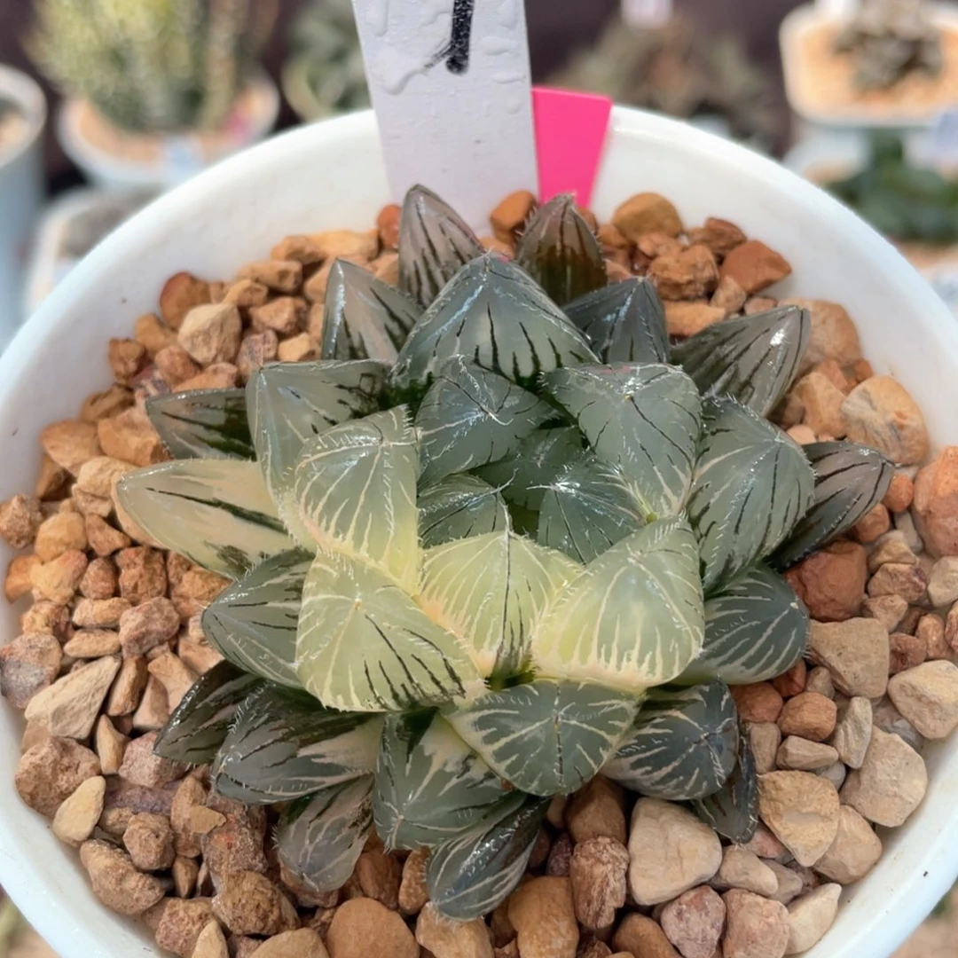 7巨大赤线锦。