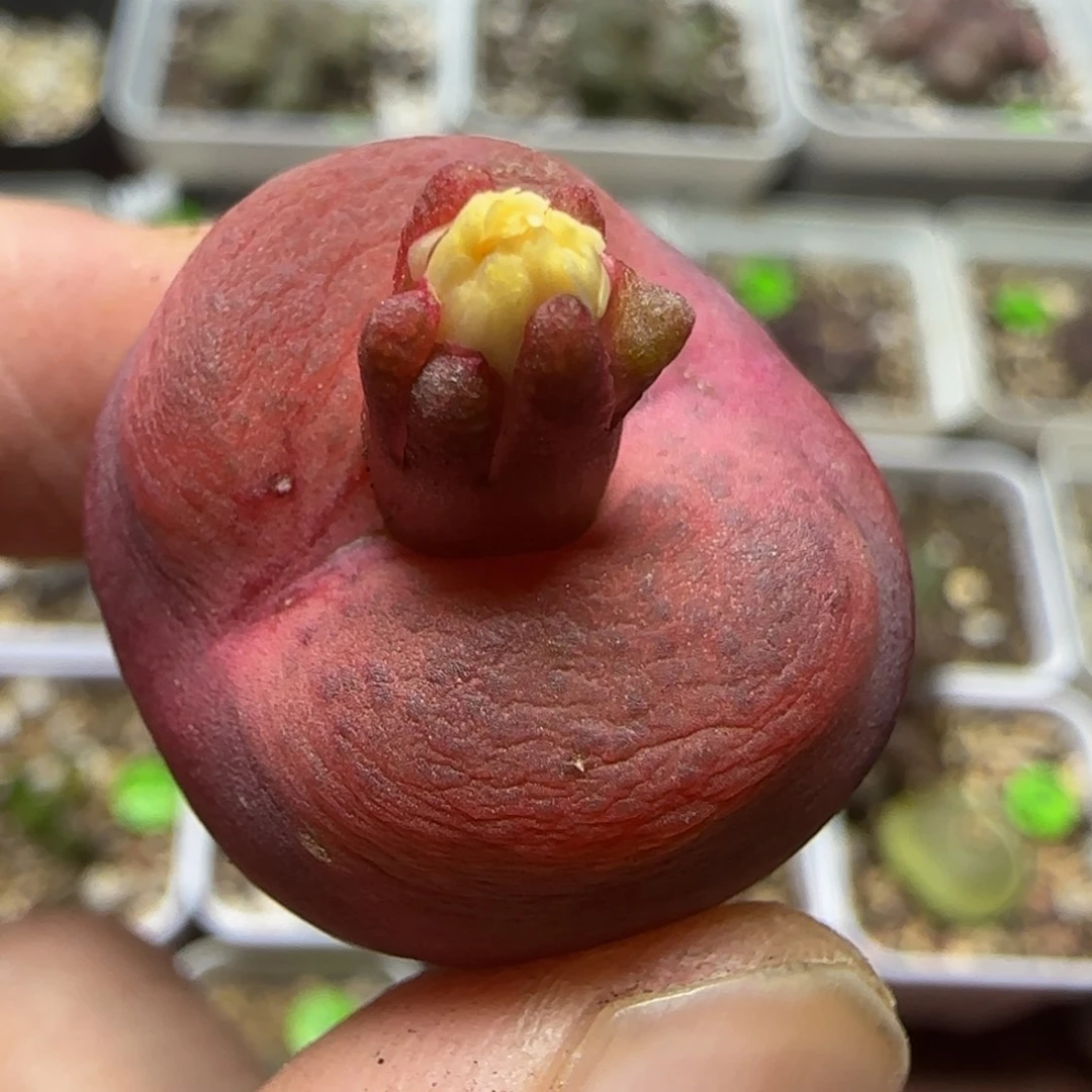 2.4漂亮多肉植物69