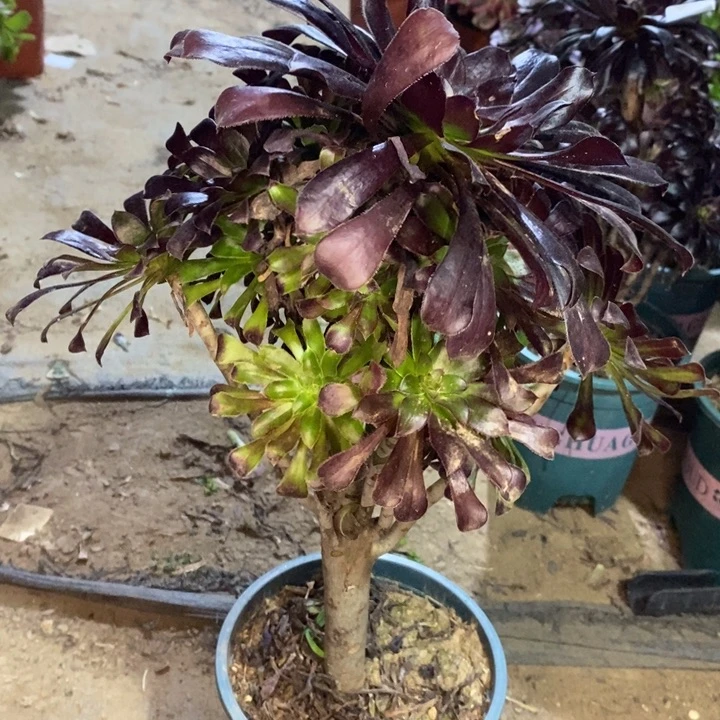 墨法24多肉植物法师法师