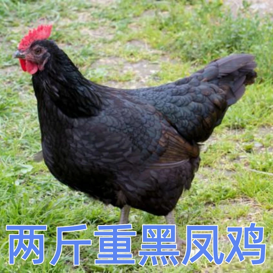 【鸡场直发】两斤重宠物鸡黑凤鸡农家散养土鸡