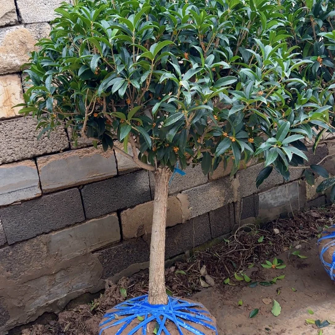用***3无花朵桂花。八月桂系列