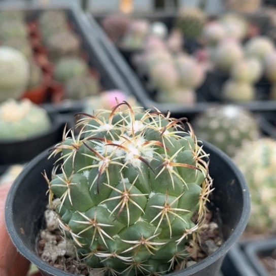 当前无花栽培后可以开花实生钢钉