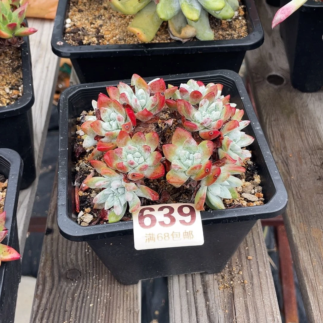 晨溪园艺仙女杯呀