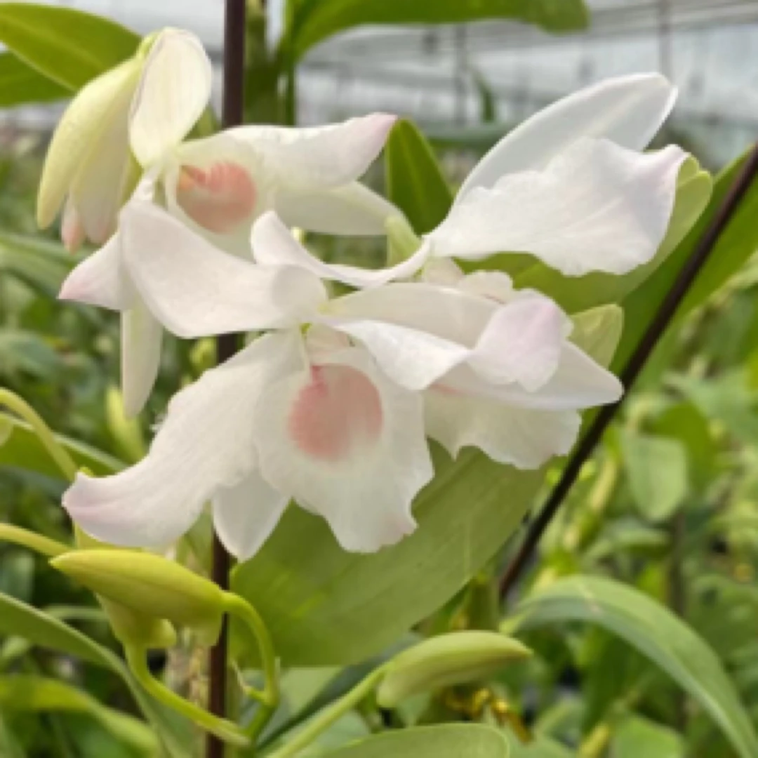 三文鱼石斛盆栽易养爆花型石斛兰精品