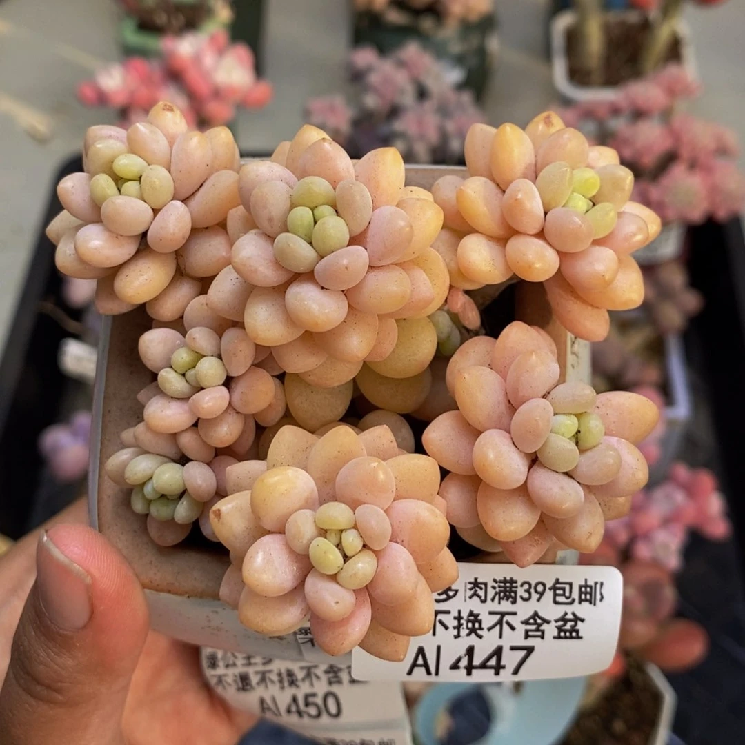 447洛可可多肉7c m