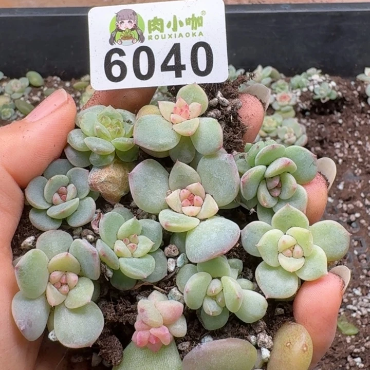 多肉植物多肉植物