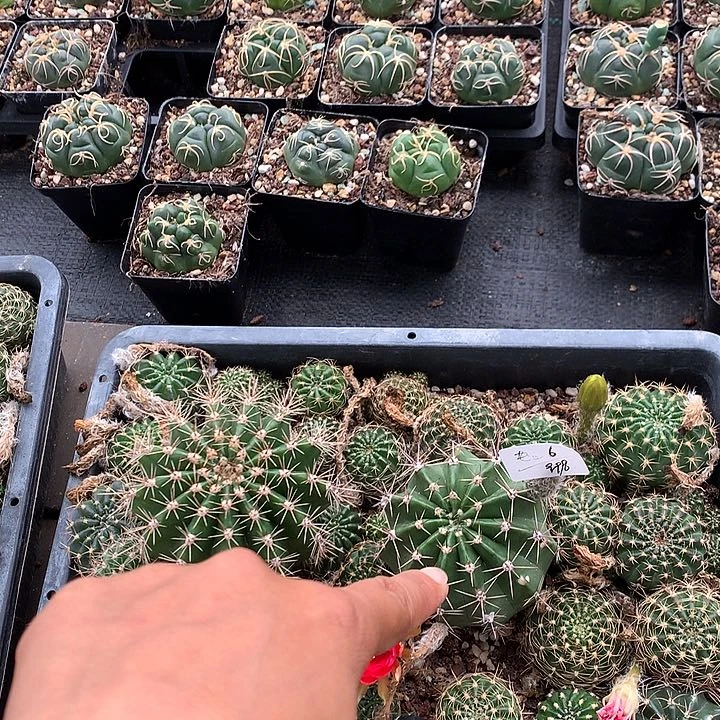 老米专拍脱土发货