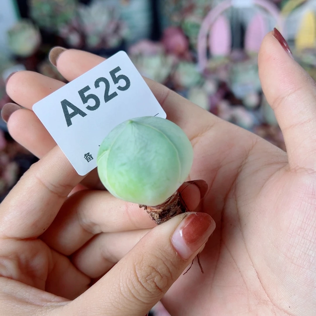 525包子老桩福利。