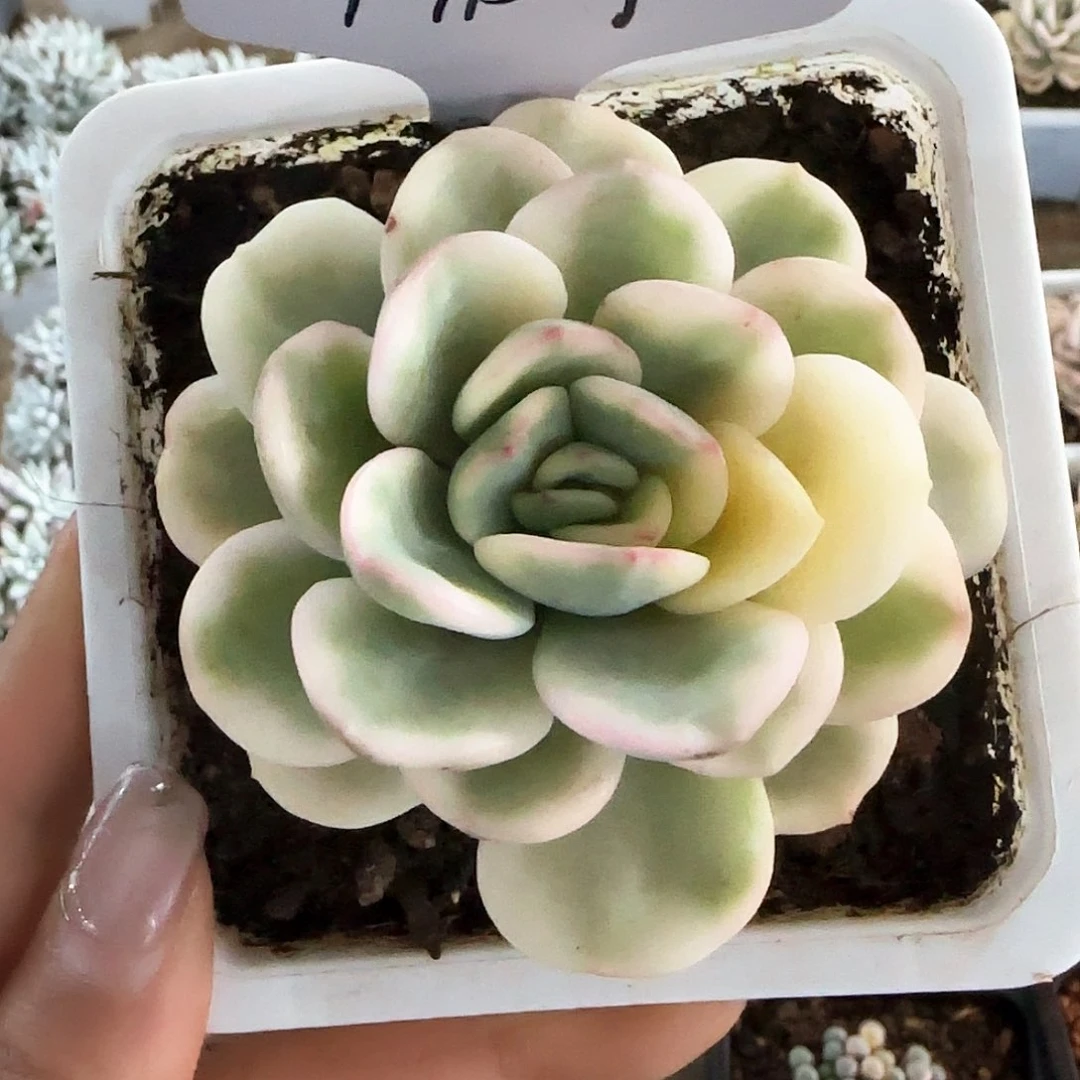 宁本友谊锦多肉植物