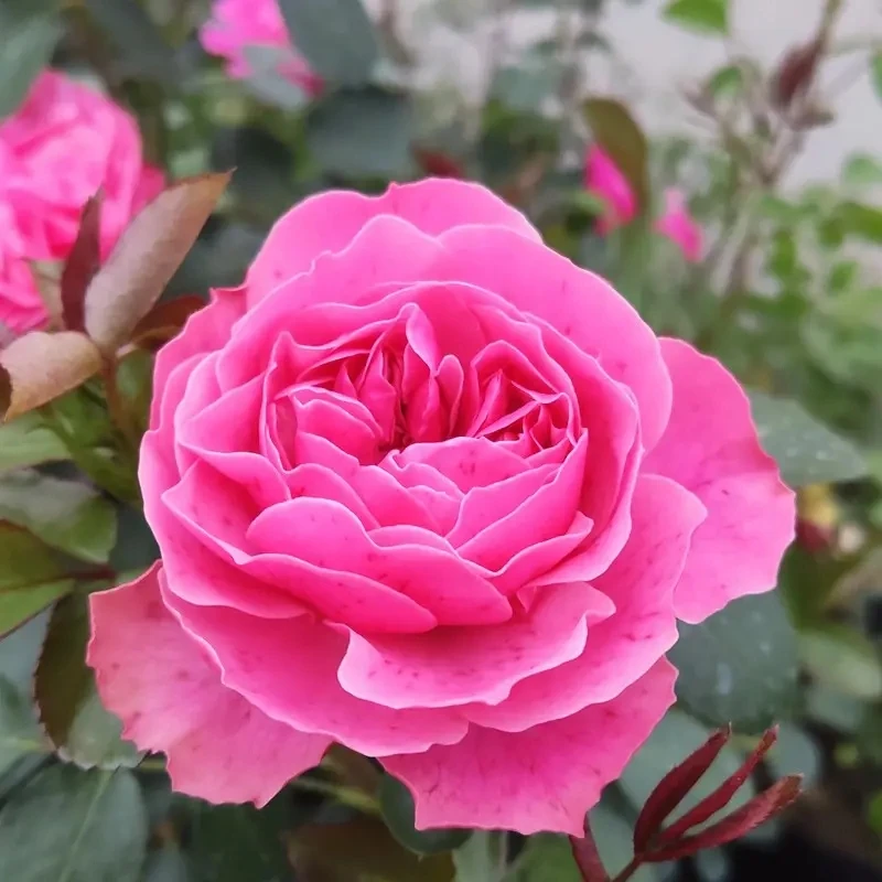 粉色达芬奇小苗5棵，发货高度20公分以上