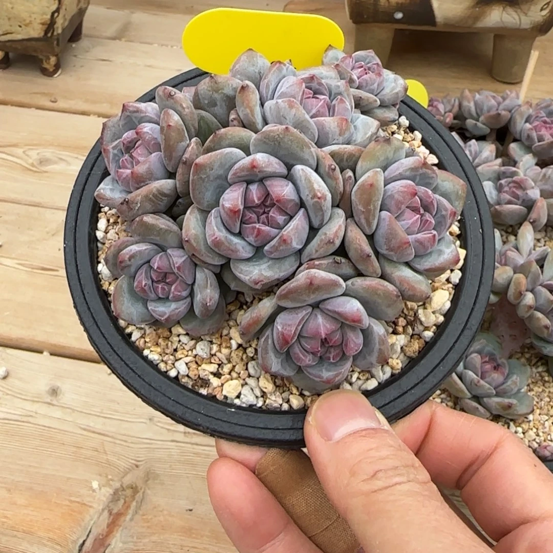 肉***嘟肉嘟嘟突尼斯发货多肉