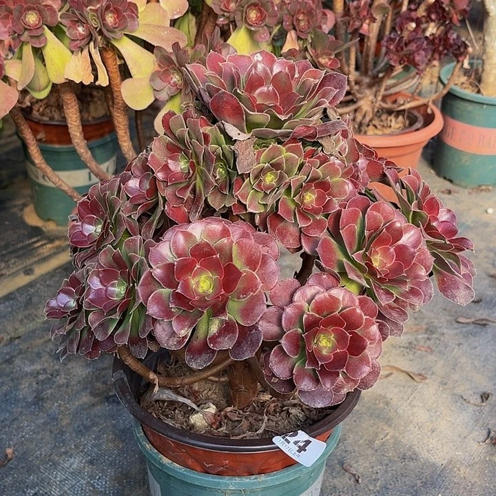 荷兰玫瑰一物一图24