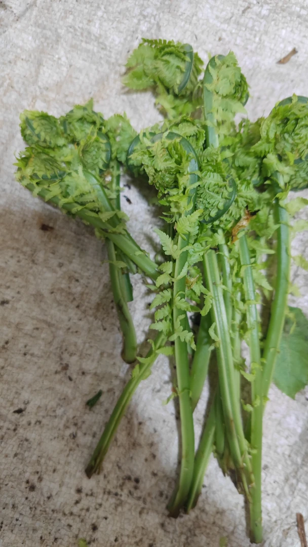 东北特产黄瓜香山野菜现采现发