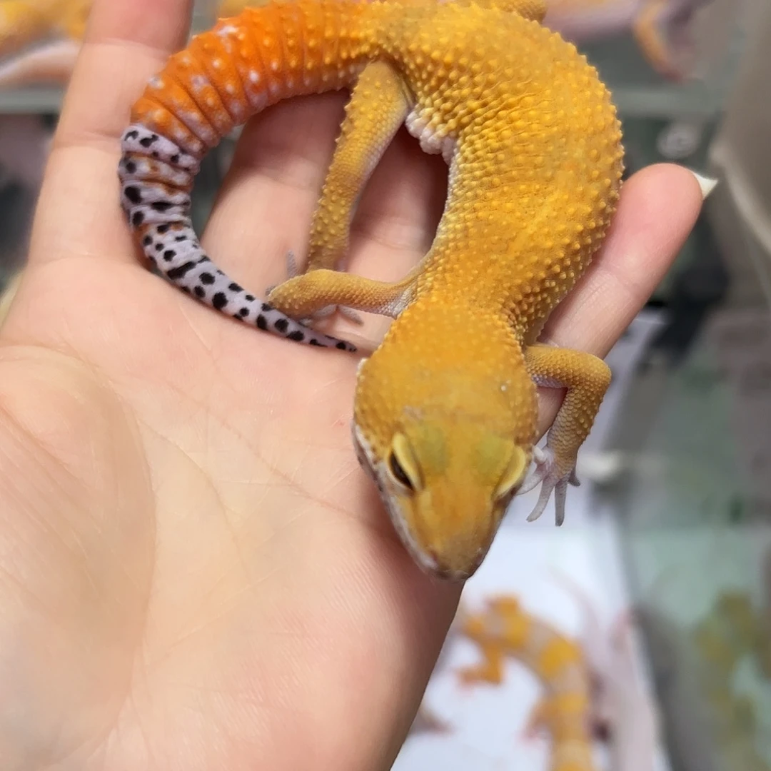 豹纹守宫豹纹守宫