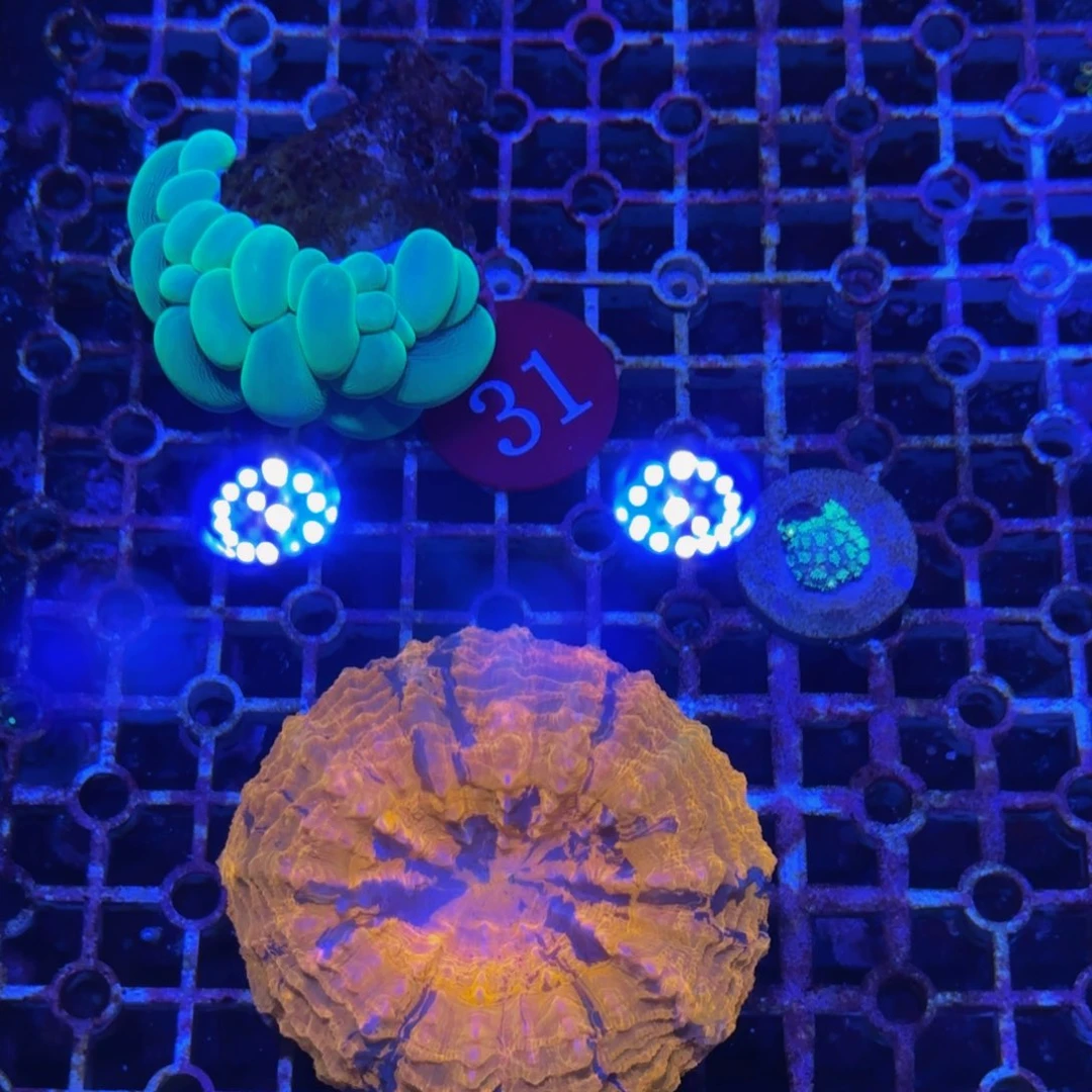 万鱼来朝海水观赏