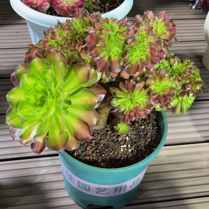 韶华缀化造型带朵脱土发