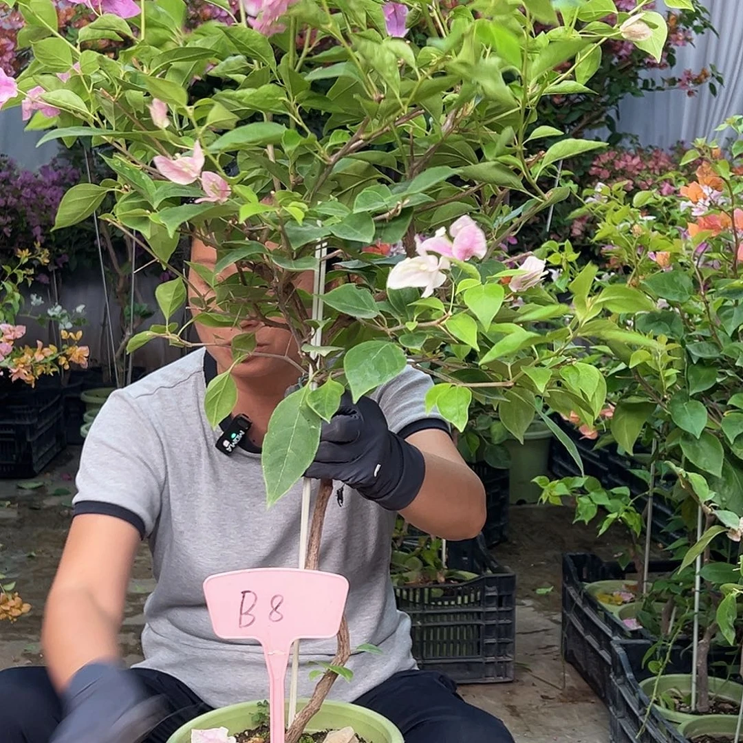 雨***1当前无花栽培后可以开花B8章红英