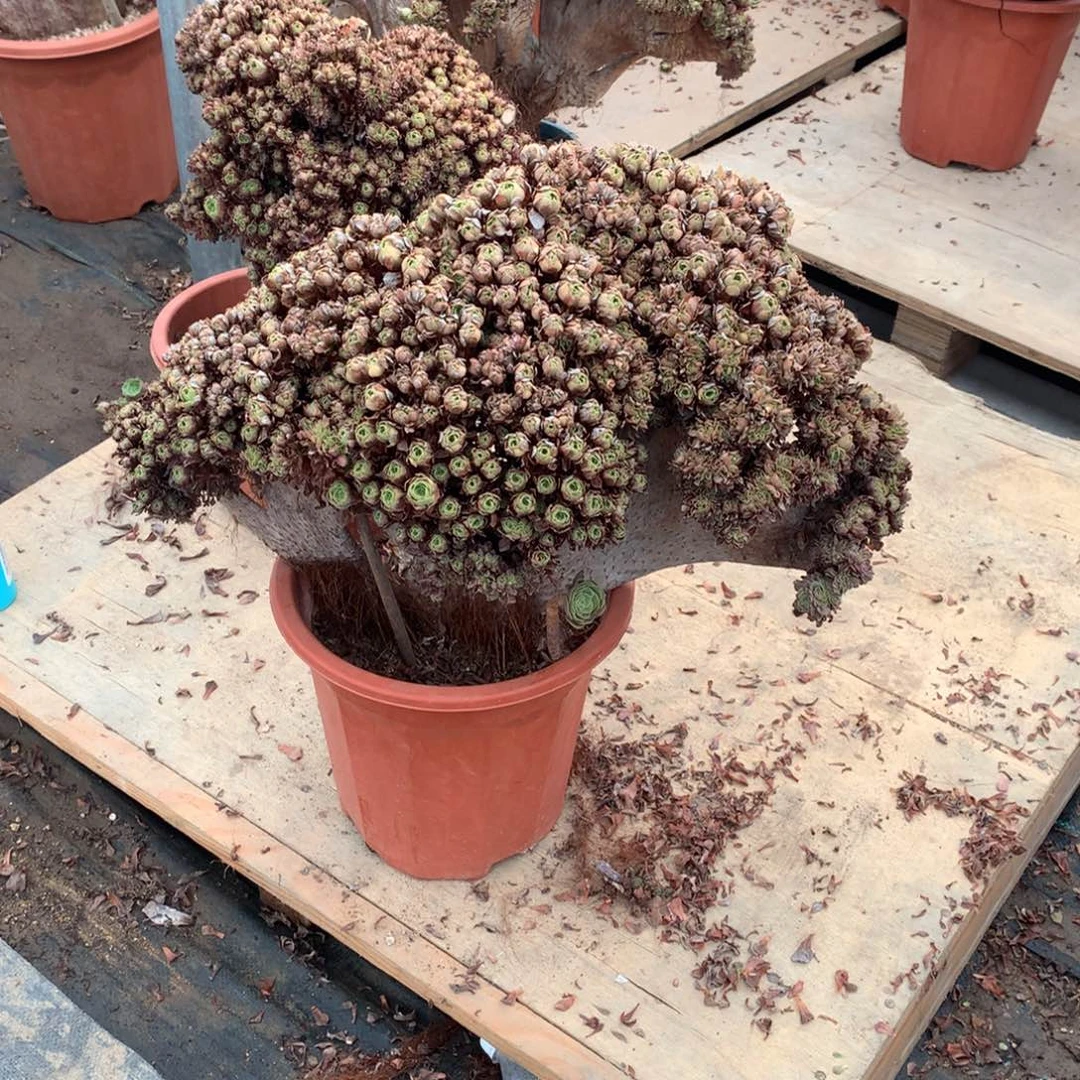 268万圣节朵朵一颗