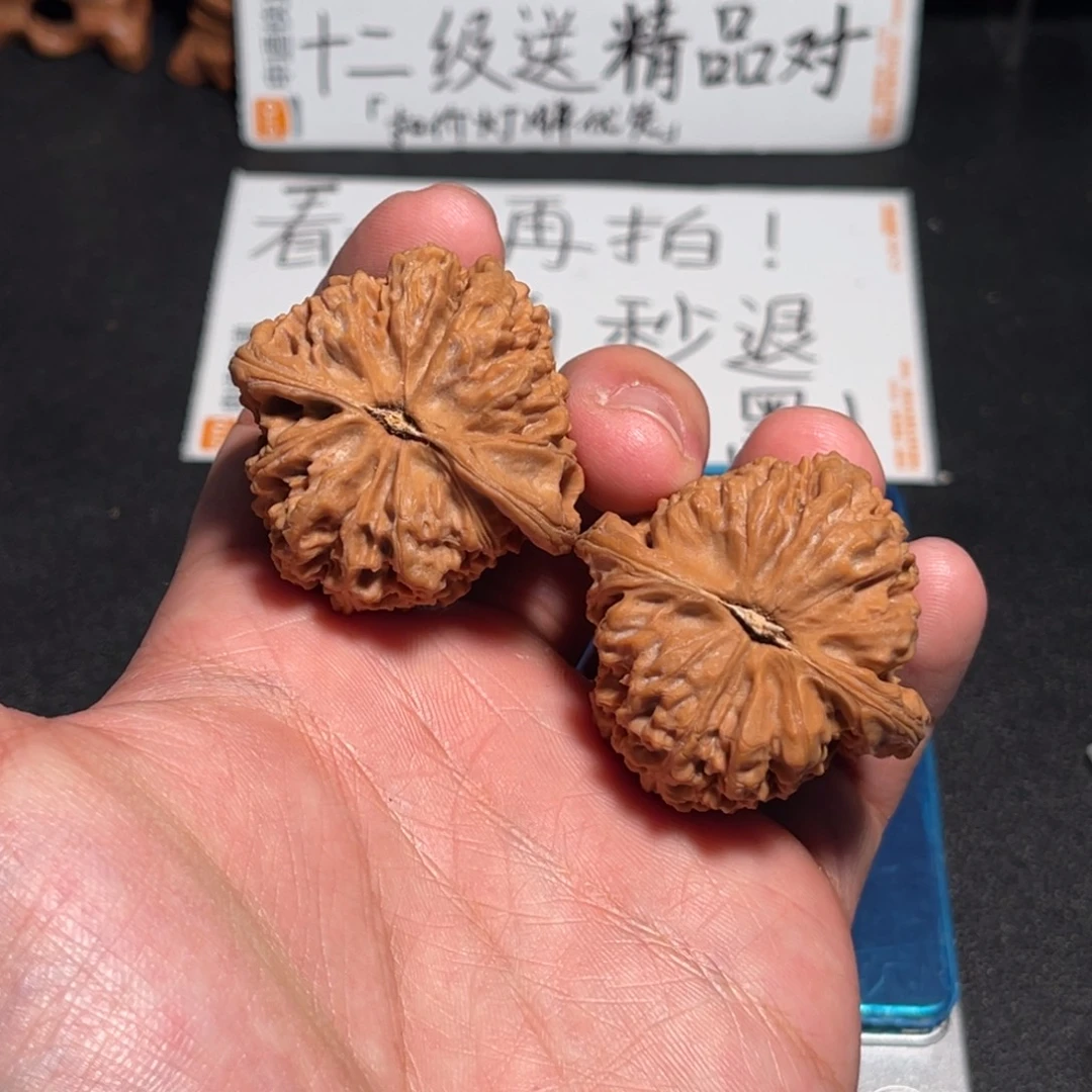 42全品红皮涿鹿三角将