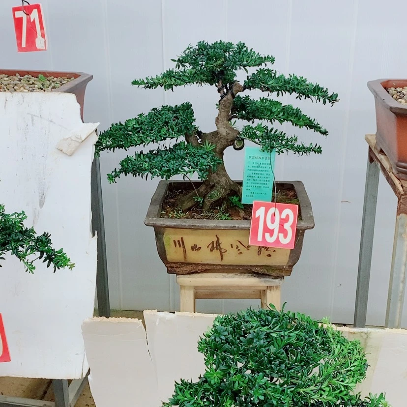 【闪购商品】罗汉松