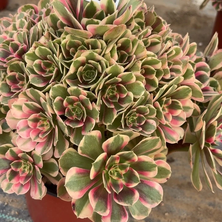 七彩石多肉法师不包损743