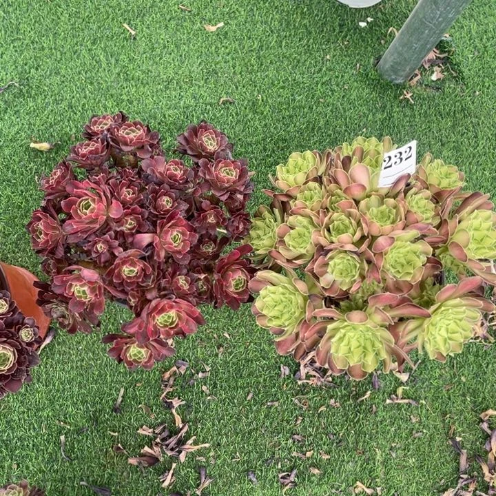 3号两颗老桩组合