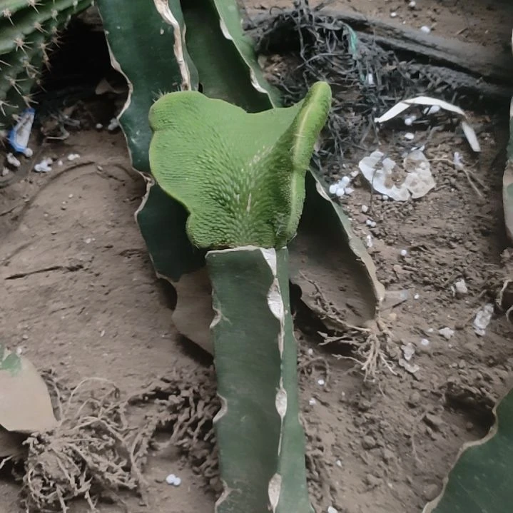 清***筑仙人球青蛇缀化特价