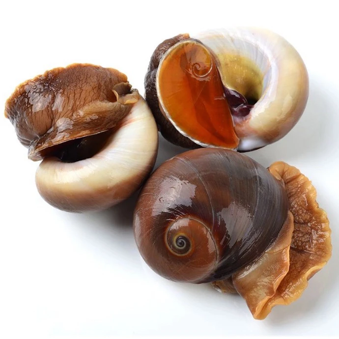 （小王推荐）鲜活好吃的香螺，做法百搭无沙。宁夏银川包邮包活。