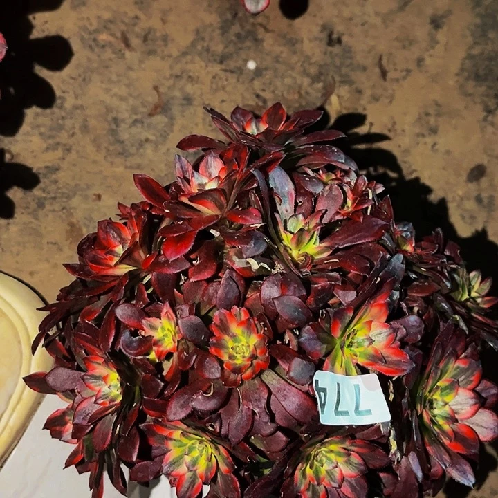 774火烧云多肉植物处理不售后