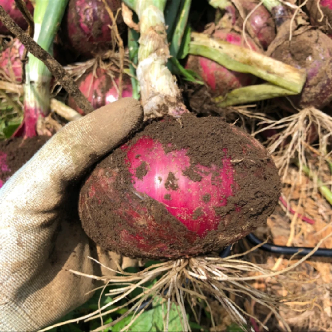 【顺丰包邮】农家露天无公害洋葱【3斤】