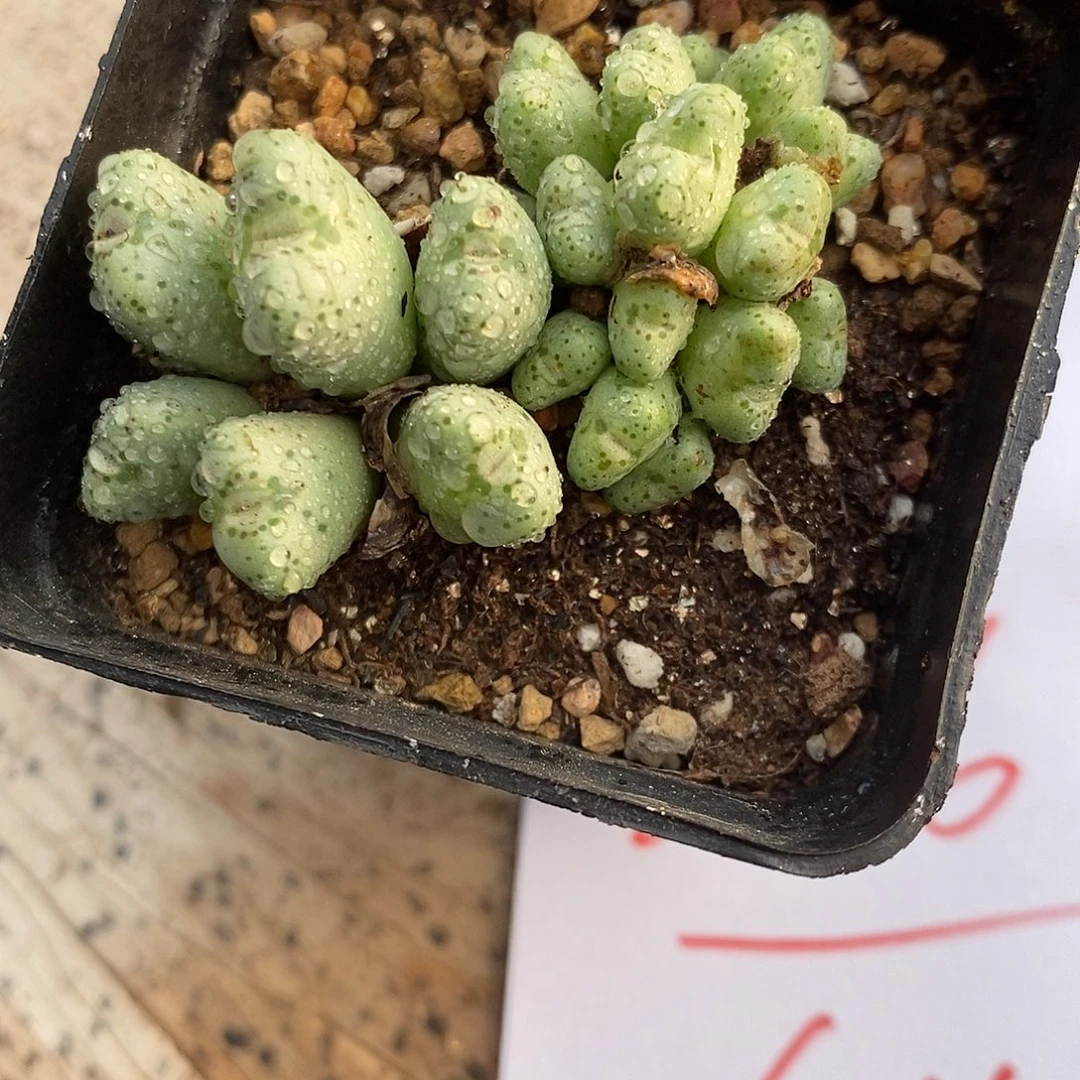 2116斑马一盒。
