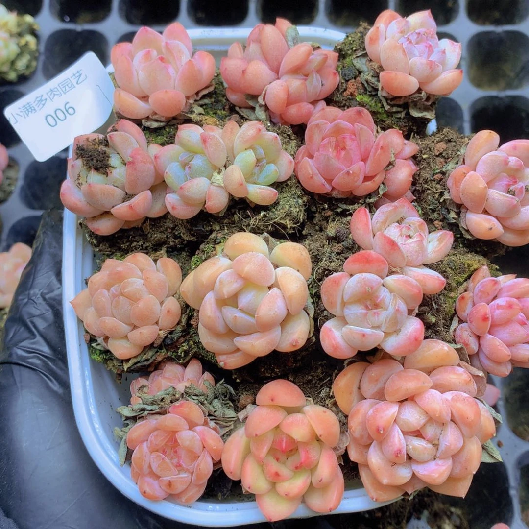 咯吃啊看得好想旅途006