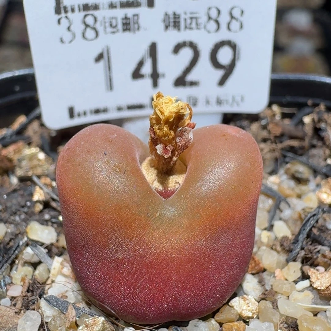 zzz好货也福利1429水蜜桃