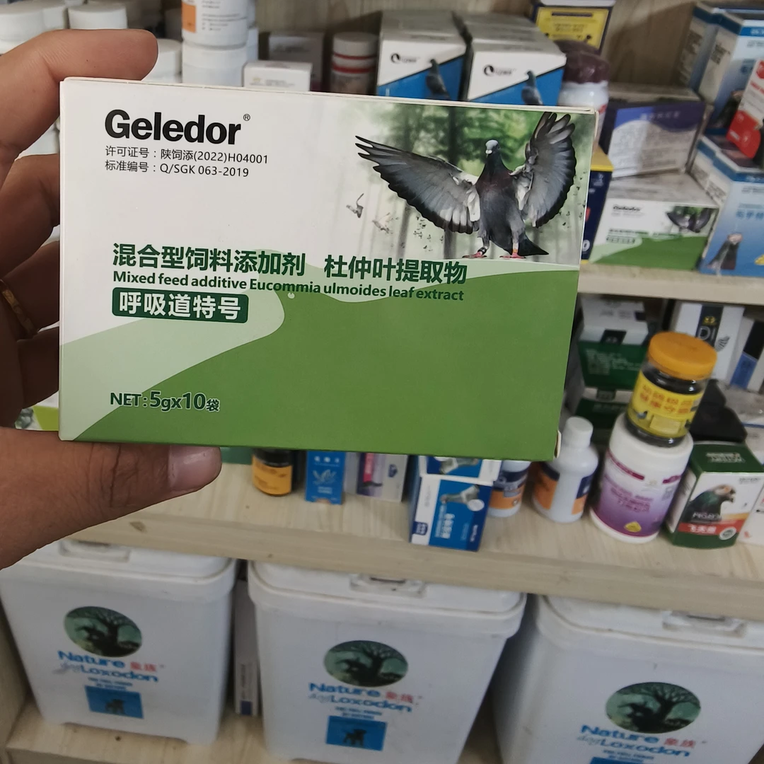 ALTunToga新疆蓝鸽 格莱德呼吸道