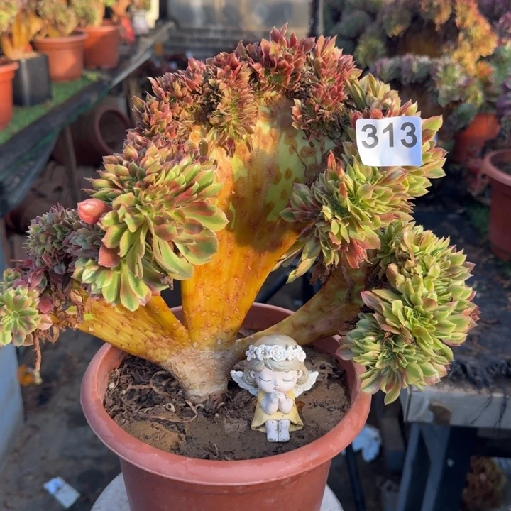 斑斓法师锦缀化313