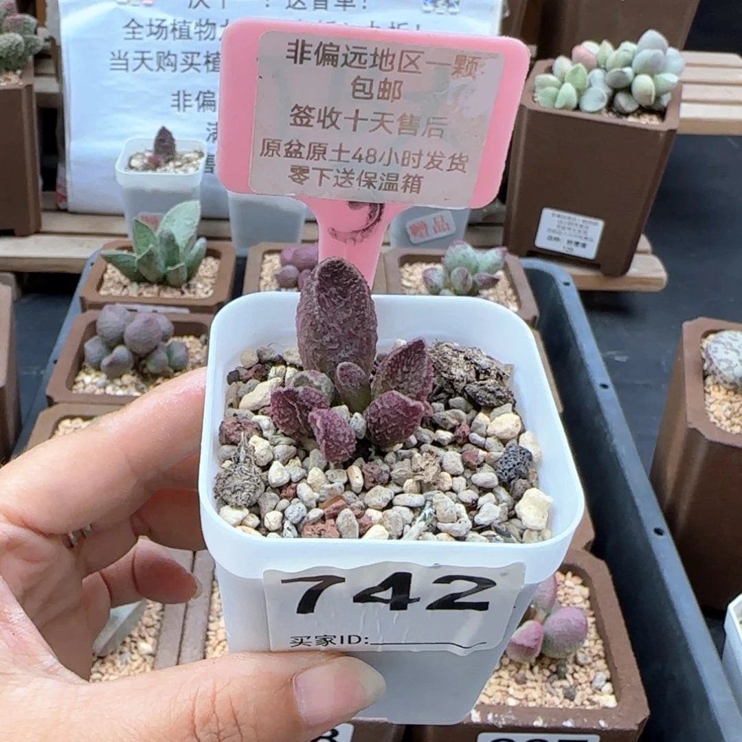 742夜魔多肉植物