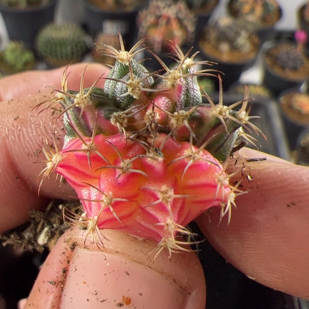 当前无花栽培后可以开花732