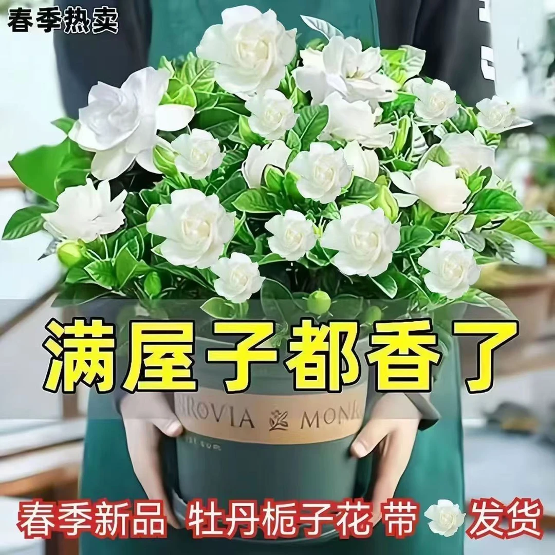 精选特大盆柠栀鱼缸香水重瓣栀子花丛生室内盆栽花卉四季带花苞