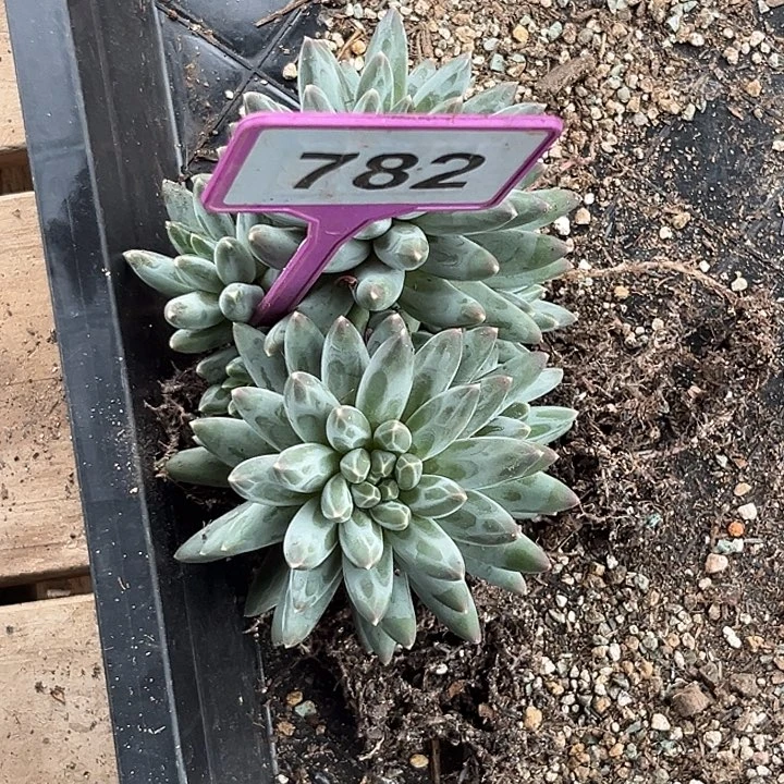 多肉植物伊卡鲁斯782