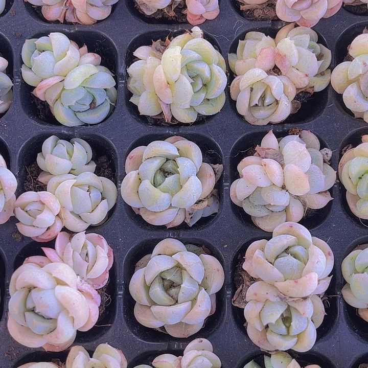 包子脸胖虎多肉植物