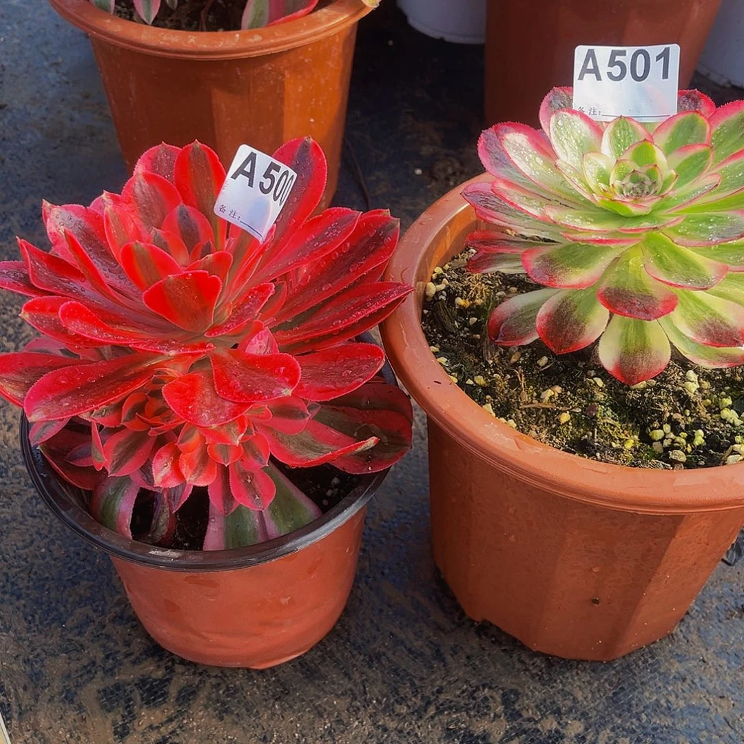 荔枝501女巫500福利多肉