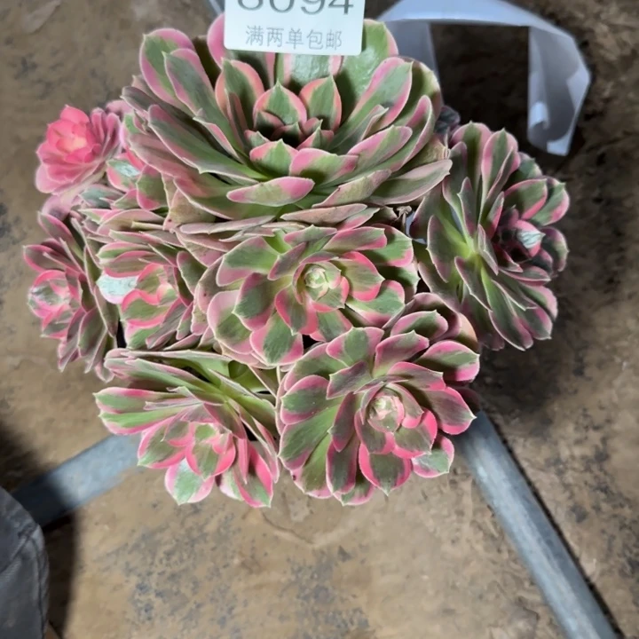 8094女郎多肉植物