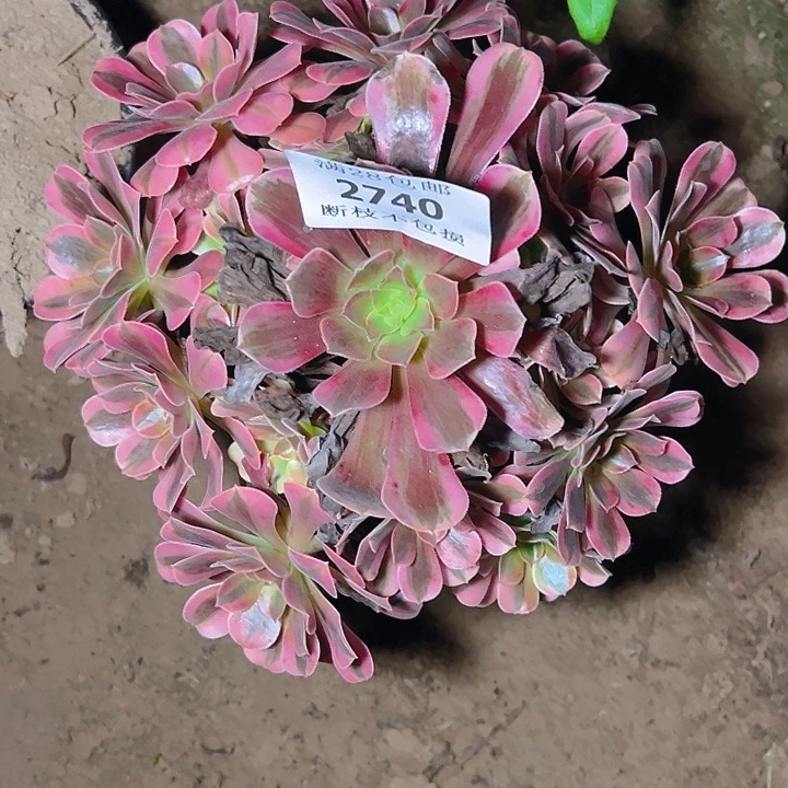 2740美杜莎多肉植物
