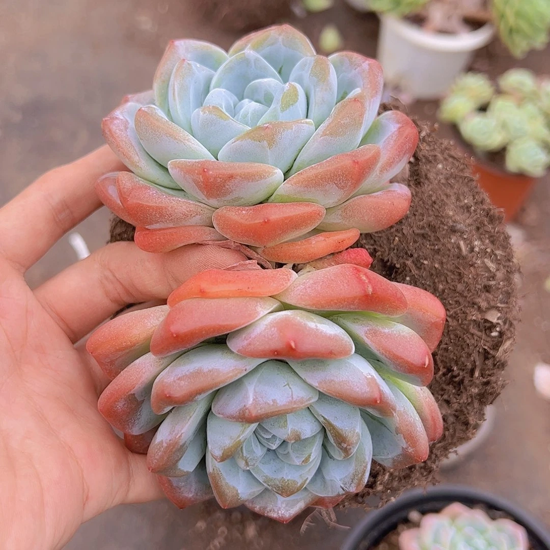 冰玉双头精品大盆老桩带桩