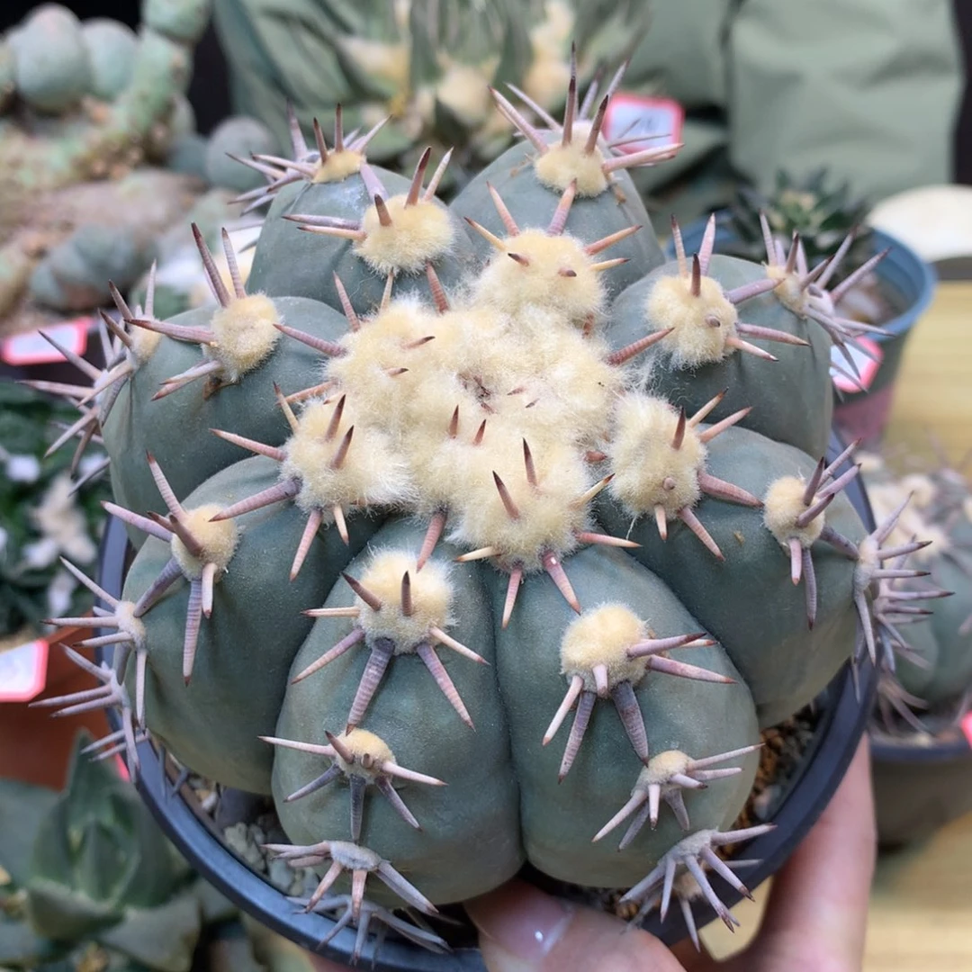 36号   自根出根平丸 整体14公分