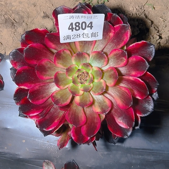 4804烟花多肉植物2号
