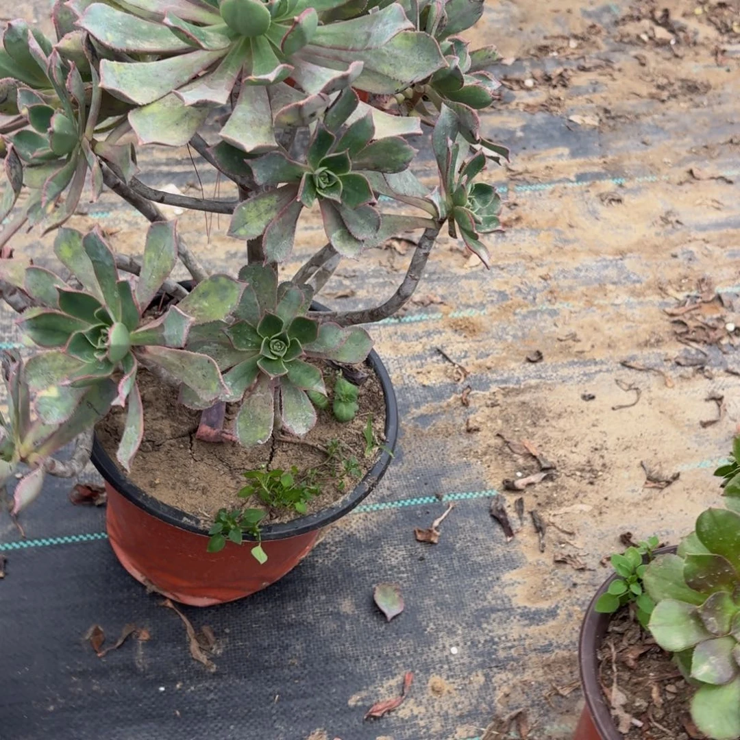 743多肉植物捧花的